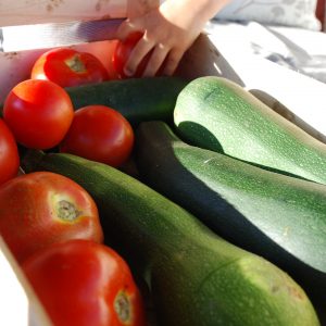 amap-hasparren-fuits-legumes-bio Tomates et courgettes bio de l'AMAP d'Hasparren.