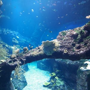 musee-de-la-mer-biarritz A la découverte des merveilles de l'océan.
